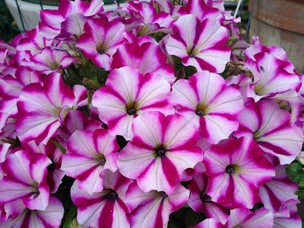 牽牛花2.jpg