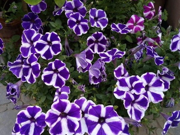 牽牛花5.jpg