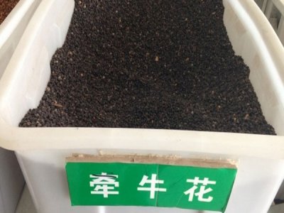 6月份種牽牛花晚了嗎？