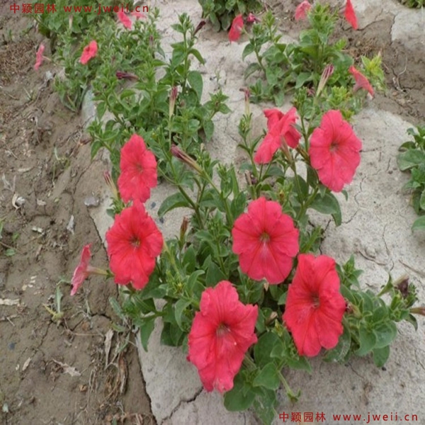 牽牛花12.jpg