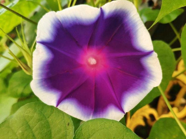 牽牛花1.jpg