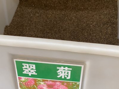 翠菊種子要用水泡嗎？