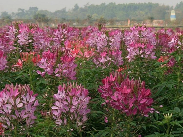 醉蝶花4.jpg