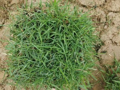 夏季可以種草坪嗎？