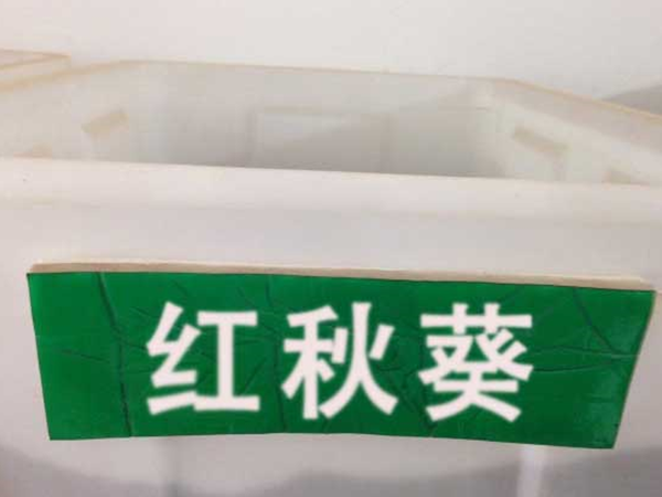 紅秋葵2.png