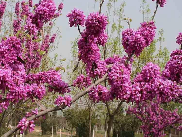 紫荊.jpg