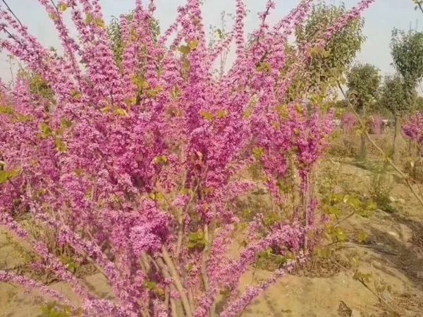 紫荊12.jpg