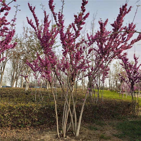 紫荊2.jpg