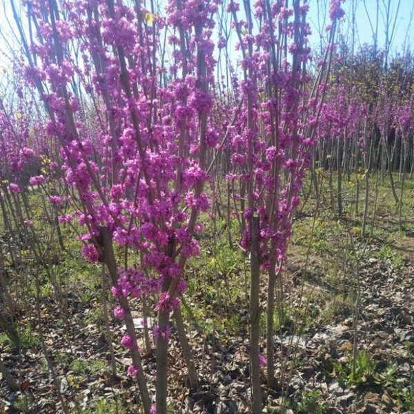 紫荊3.jpg