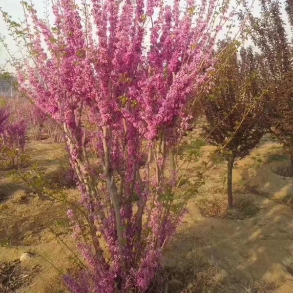 紫荊13.jpg