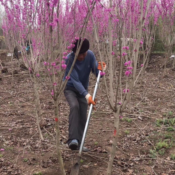 紫荊14.jpg