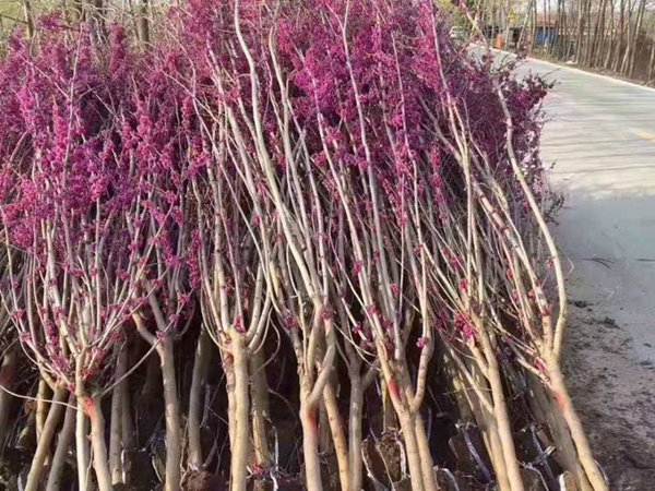 紫荊9.jpg
