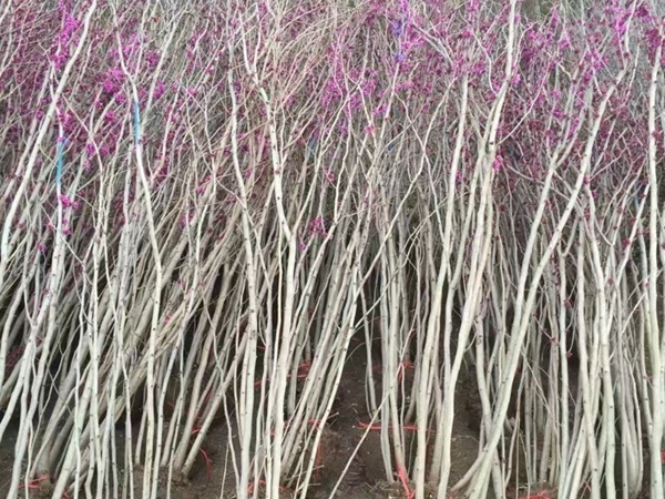 紫荊10.jpg