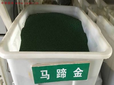 馬蹄金冬季綠嗎？