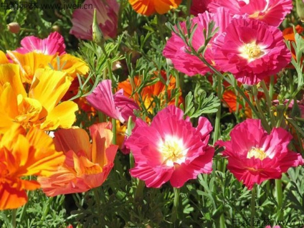 花菱草3.jpg