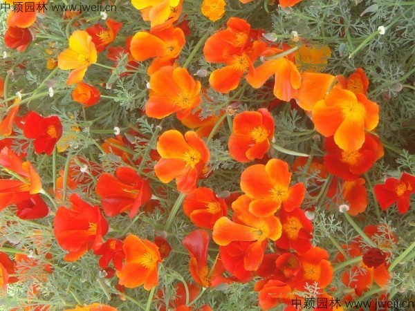 花菱草4.jpg