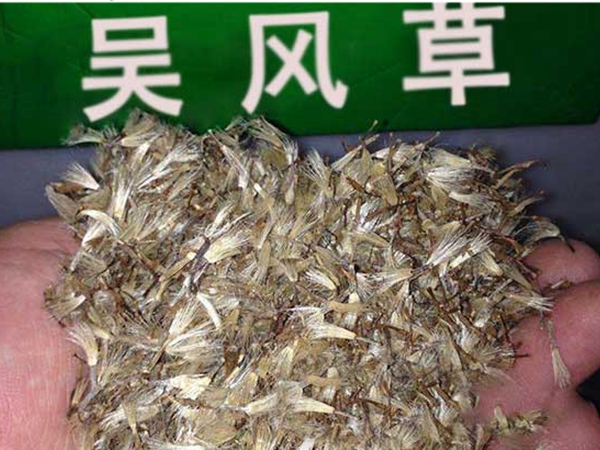 大吳風草種子.jpg