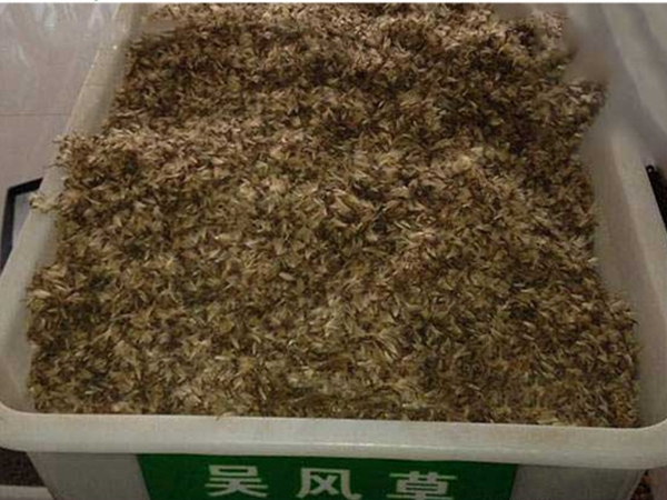 大吳風草種子2.jpg