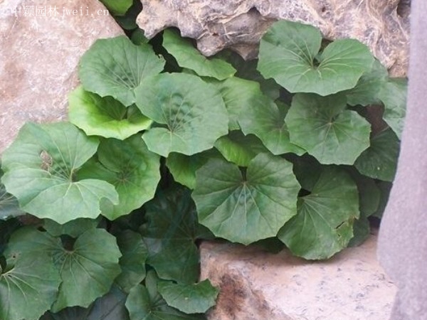 大吳風草12.jpg