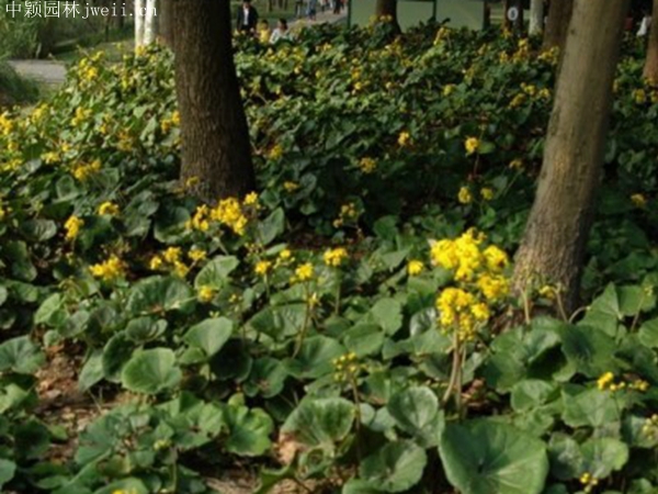 大吳風草17.jpg