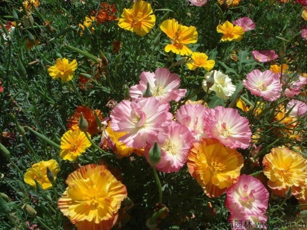 花菱草9.jpg