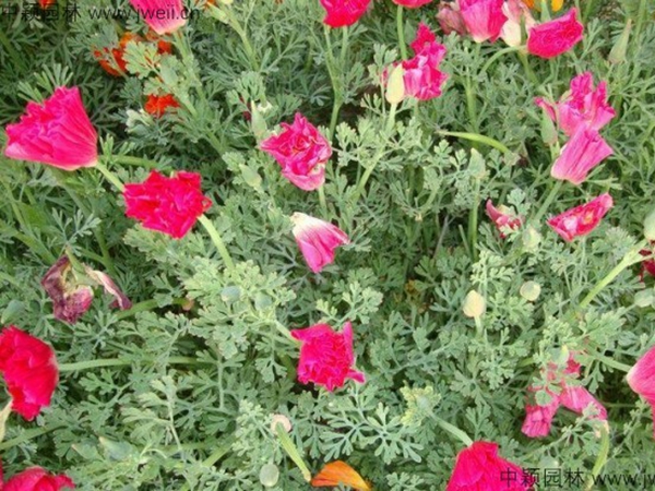 花菱草18.jpg