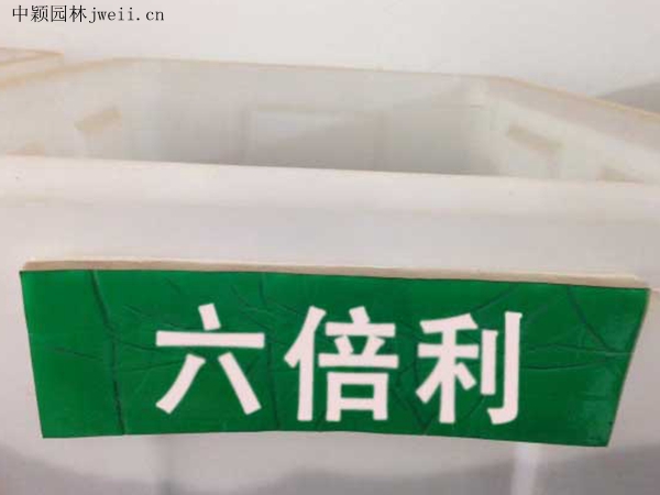六倍利種子.jpg