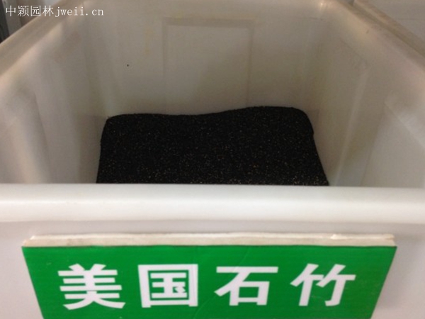 美國石竹.jpg