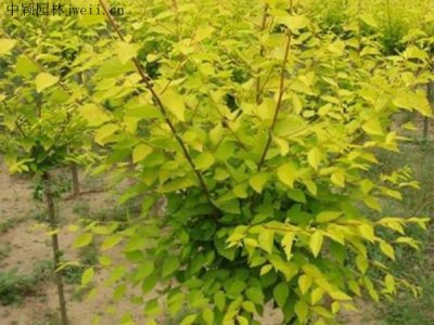 市場上最便宜的金葉榆在哪里？