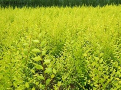 金葉榆什么時候栽植比較好？