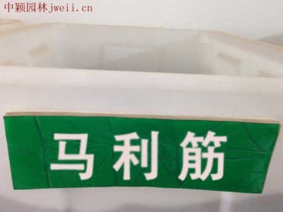 馬利筋能過冬嗎？