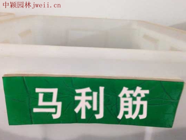 馬利筋.jpg