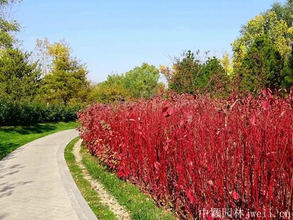 紅瑞木32.jpg