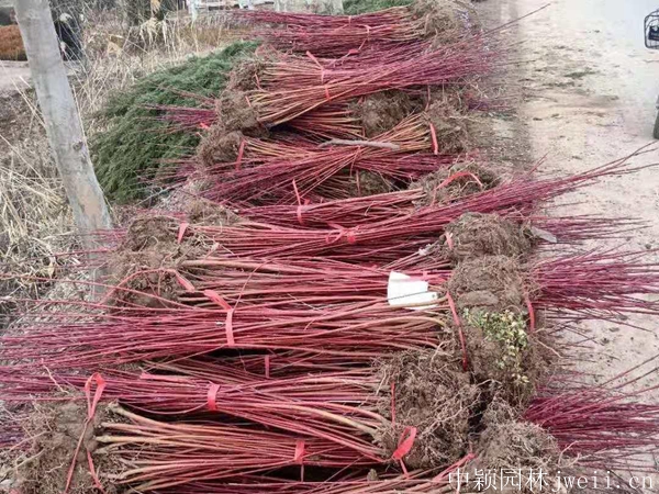紅瑞木31.jpg