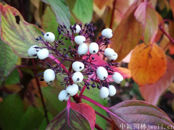 紅瑞木41.jpg