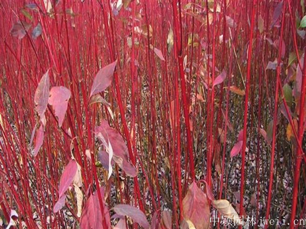紅瑞木18.jpg