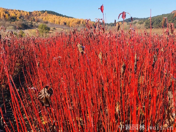 紅瑞木25.jpg