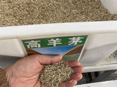 邊坡掛網每平方草籽用量多少克？