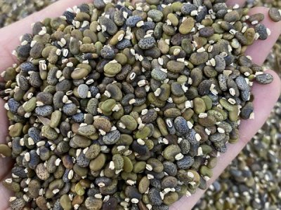 防風治沙用哪些草種？