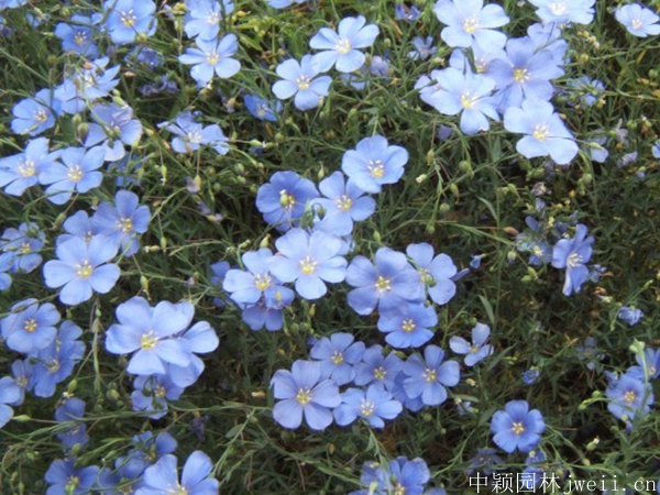 亞麻花3.jpg
