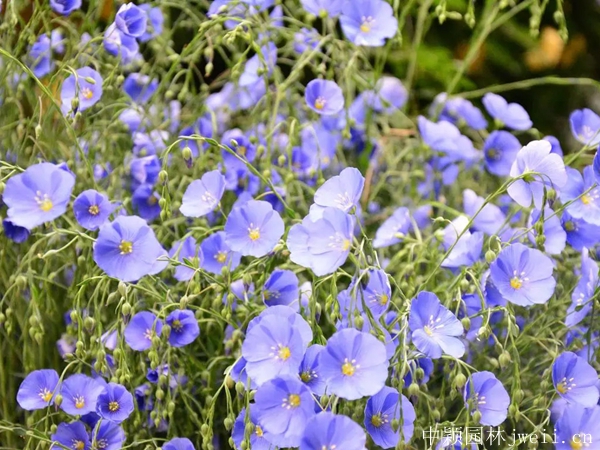 亞麻花5.jpg
