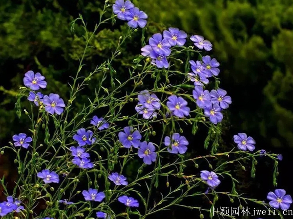 亞麻花6.jpg