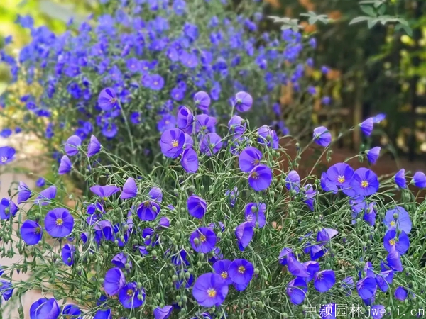 亞麻花10.jpg