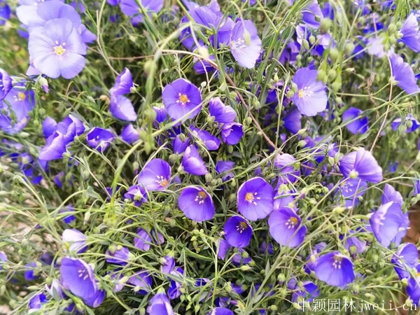 亞麻花11.jpg