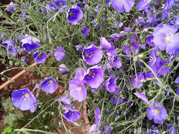 亞麻花12.jpg