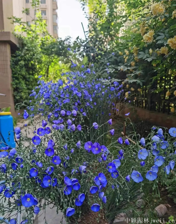 亞麻花8.jpg
