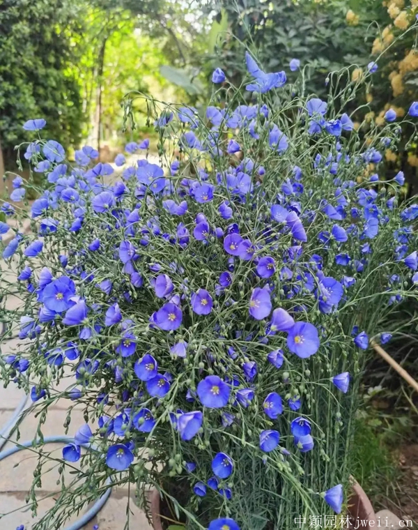 亞麻花4.jpg