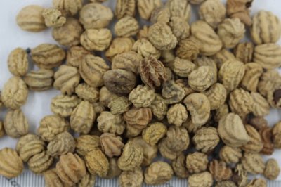 旱金蓮喜歡水嗎？