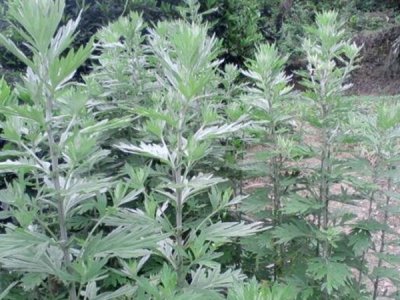北方六月份能種艾蒿嗎？