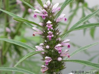 益母草現在可以種植嗎？